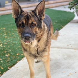 Meet your Posher, Dylan